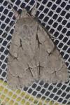 Acronicta psi/tridens