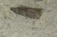Phycita roborella