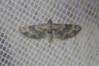 Eupithecia linariata