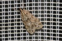 Eudonia mercurella