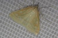 Sitochroa verticalis