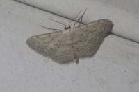 Idaea seriata