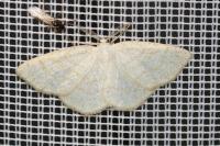Cabera exanthemata