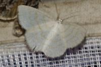 Cabera exanthemata