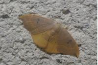 Watsonalla binaria