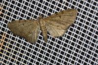Eupithecia selinata