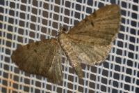 Eupithecia selinata