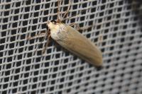 Eilema caniola