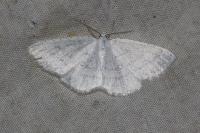 Cabera pusaria