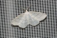 Cabera pusaria