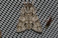 Acronicta auricoma