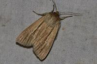 Mythimna impura