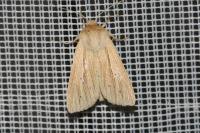 Mythimna impura