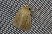 Mythimna impura