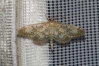 Anania lancealis
