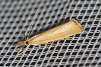 Agriphila straminella