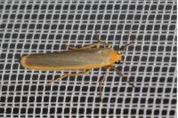 Manulea complana