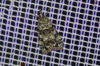Eudonia lacustrata