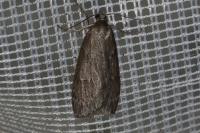 Pachycnemia hippocastanaria hippocastanaria