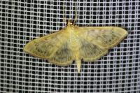 Patania ruralis