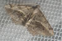 Chiasmia aestimaria