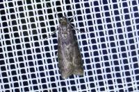 Pyla fusca