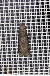 Pyla fusca