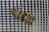 Dioryctria abietella