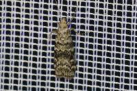 Dioryctria abietella