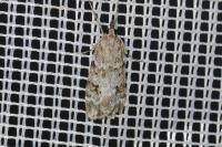 Scoparia ambigualis/basistrigalis