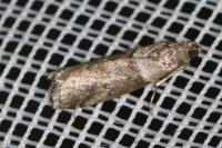 Acrobasis consociella