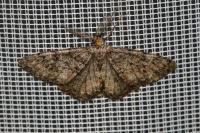 Deileptenia ribeata