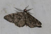 Deileptenia ribeata