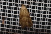 Hypenodes humidalis