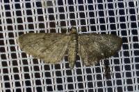 Eupithecia
