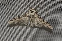 Biston betularia