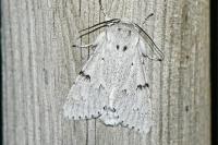 Acronicta leporina