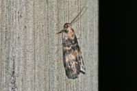 Euzophera pinguis