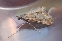 Elophila nymphaeata
