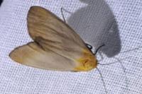 Lithosia quadra