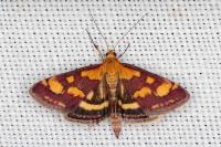 Pyrausta purpuralis