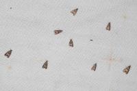 Eudonia mercurella