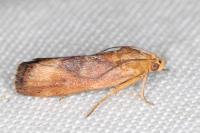 Pterothrixidia rufella