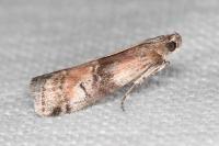 Rhodophaea formosa