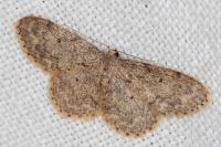 Idaea libycata