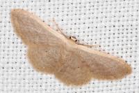 Idaea distinctaria/eugeniata/predotaria