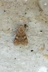 Nomophila noctuella
