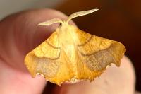 Ennomos fuscantaria