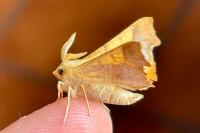 Ennomos fuscantaria