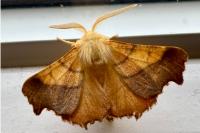 Ennomos fuscantaria